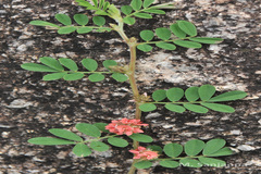 Indigofera linnaei